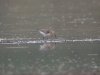 Curlew Sandpiper at Vange Marsh (RSPB) (Steve Arlow) (75407 bytes) Curlew Sandpiper at Vange Marsh (RSPB) (Steve Arlow) (75407 bytes)